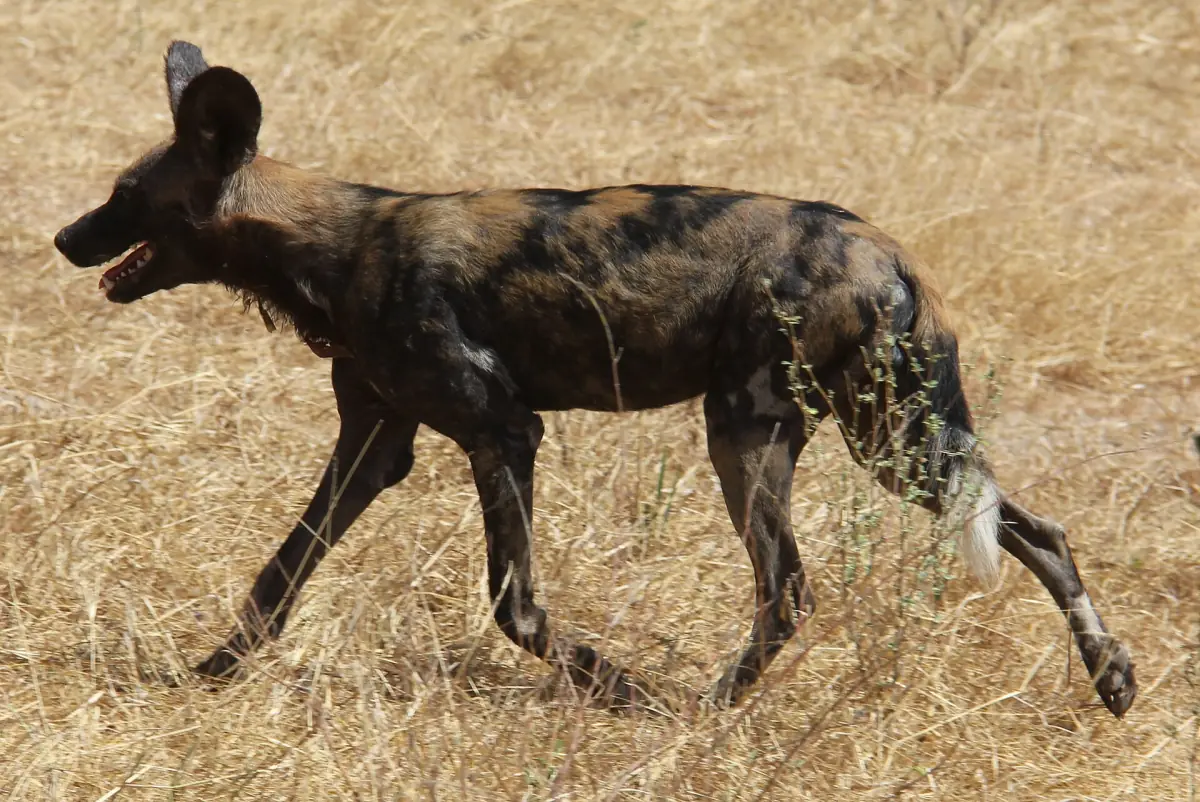 Afrikaanse wilde hond loopt door droog goudgeel gras