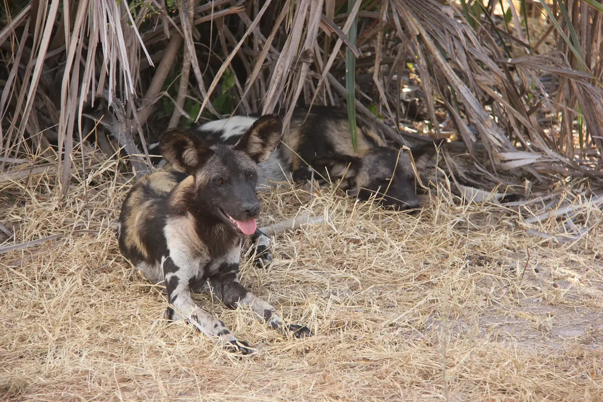 Rudel Wildhunde liegt zusammen unter Palmwedeln