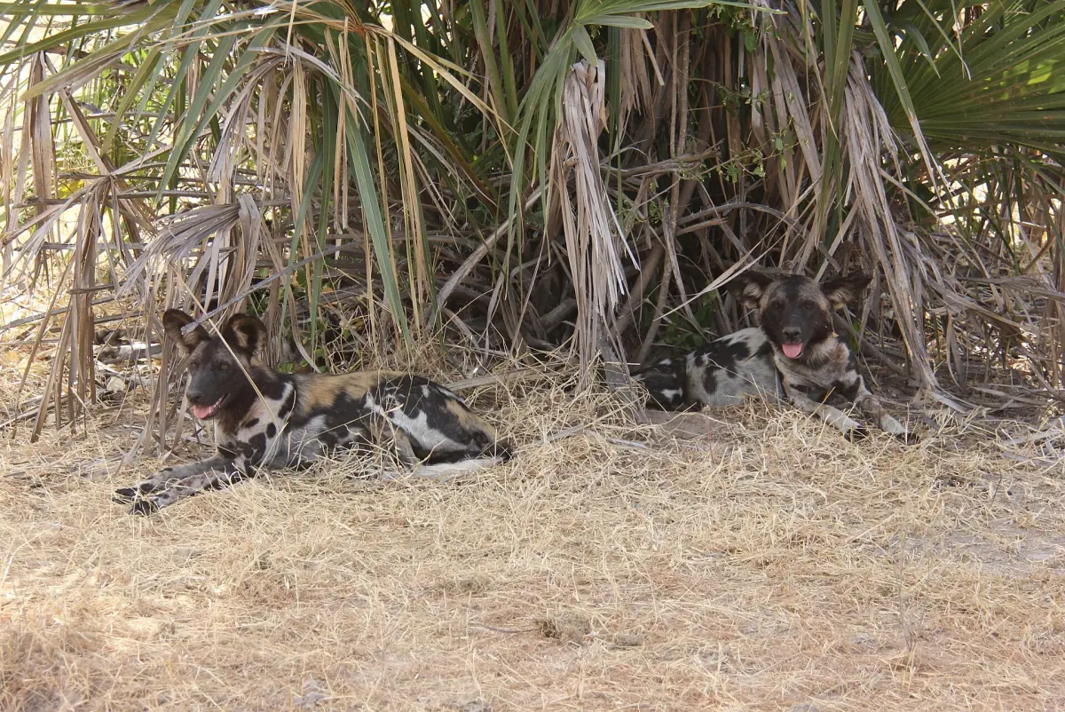 African wild dogs resting on dry ground in the shade of palms