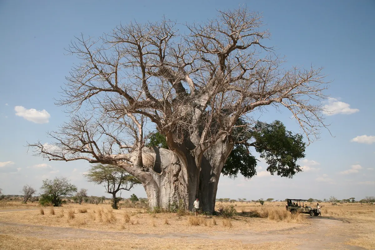 Großer Baobab steht allein auf einer offenen trockenen Ebene