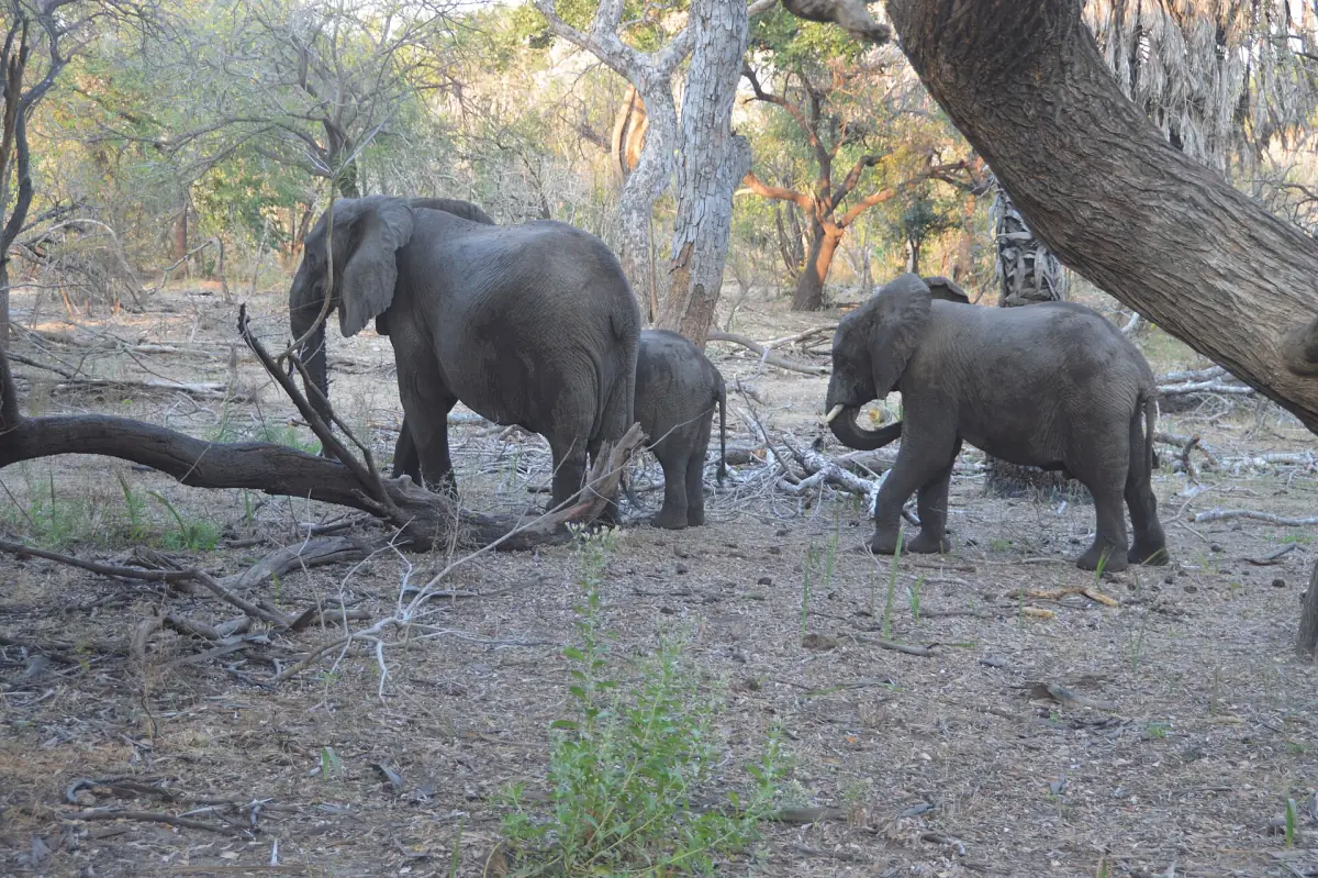 Elephant family with calf among bare trees in dry woodland