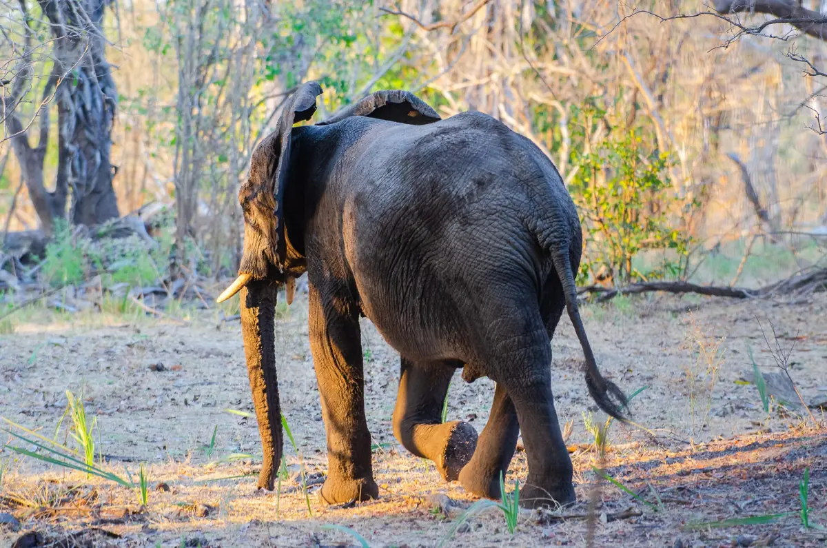 Einzelner Elefant im lichten Wald bei warmem Licht