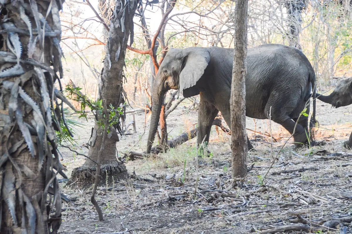 Small group of elephants walking through dry bush and grass