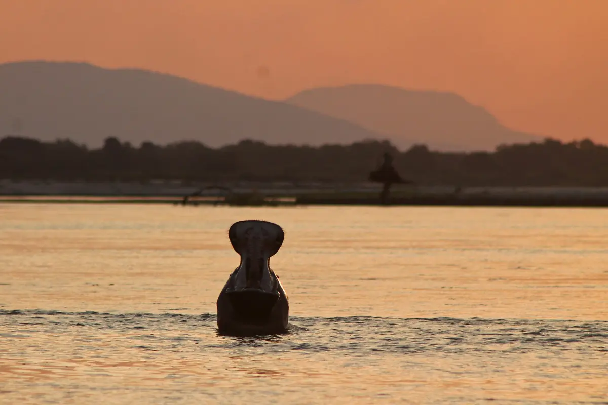 Hippo head above the river water against an orange evening sky