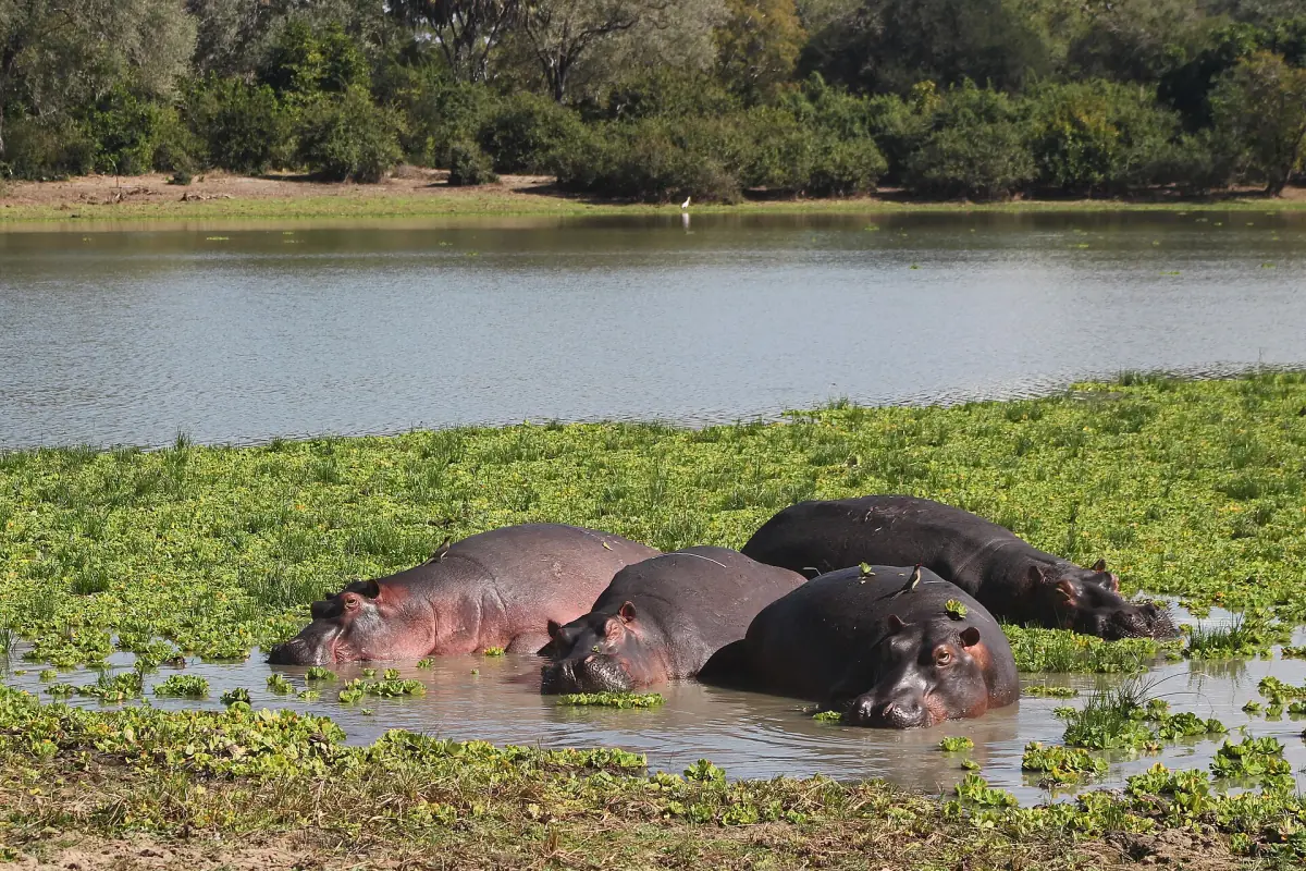 Pod of hippos resting in a river with green water plants