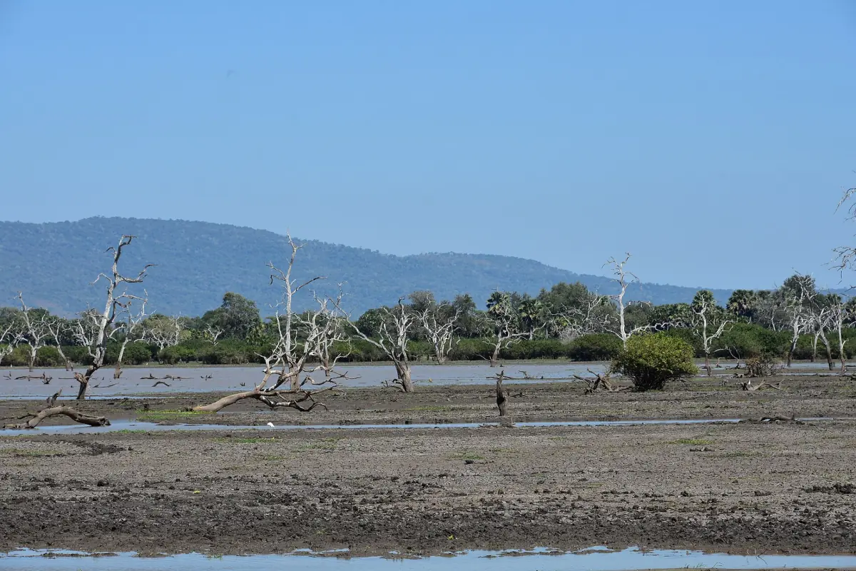 Lake shore with bare dead trees and blue hills behind