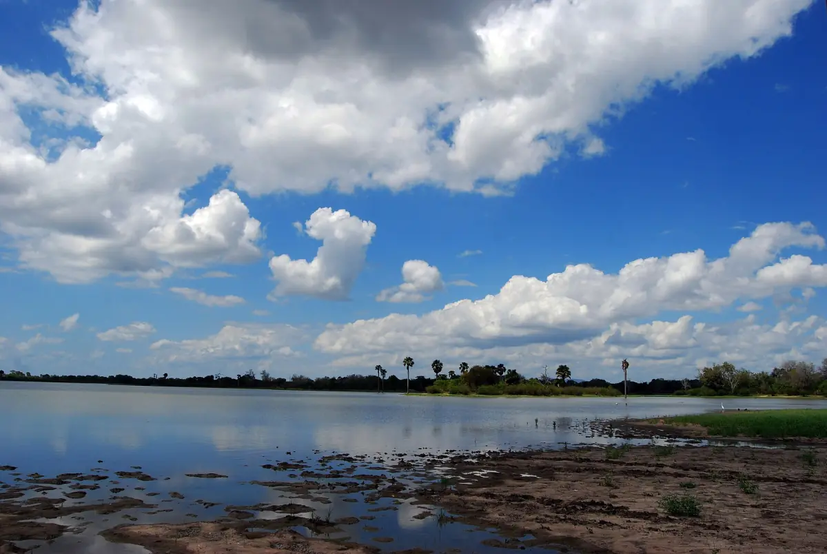 Shoreline of Lake Manze with palms under a blue sky and clouds