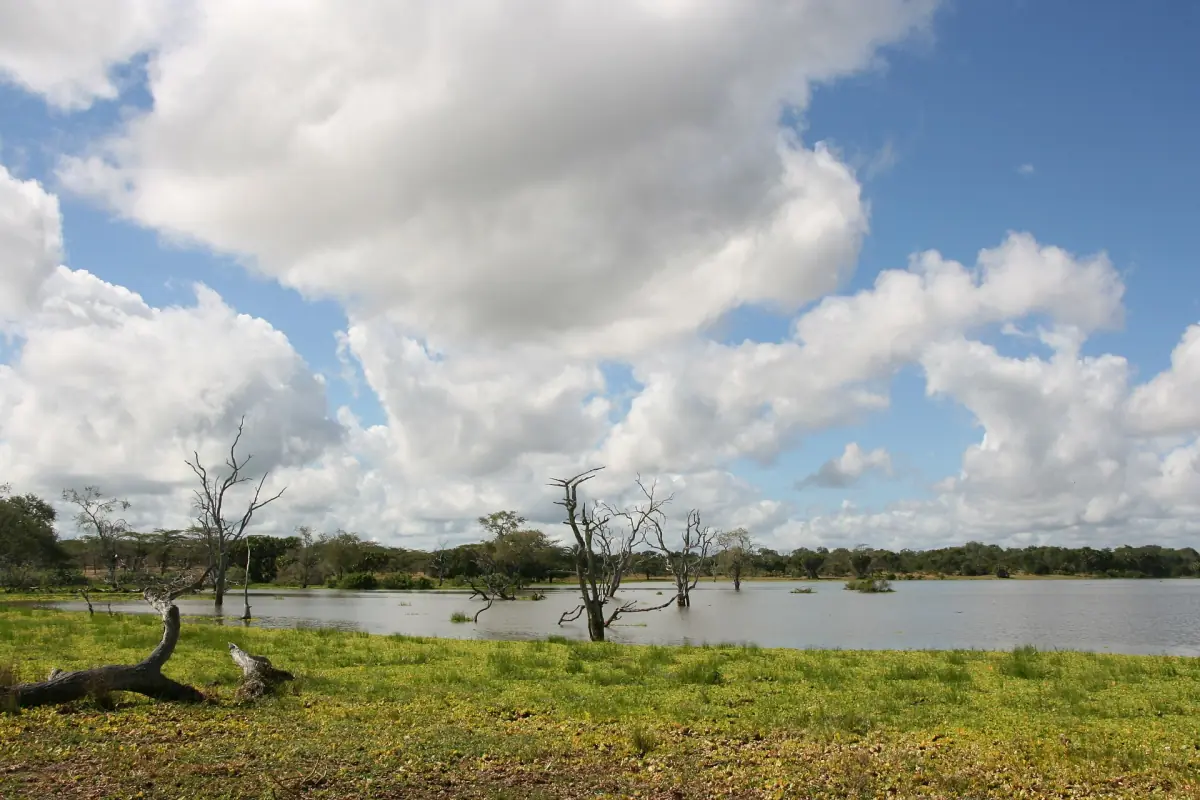 Begroeide meeroever met verspreide bomen en hoge wolken