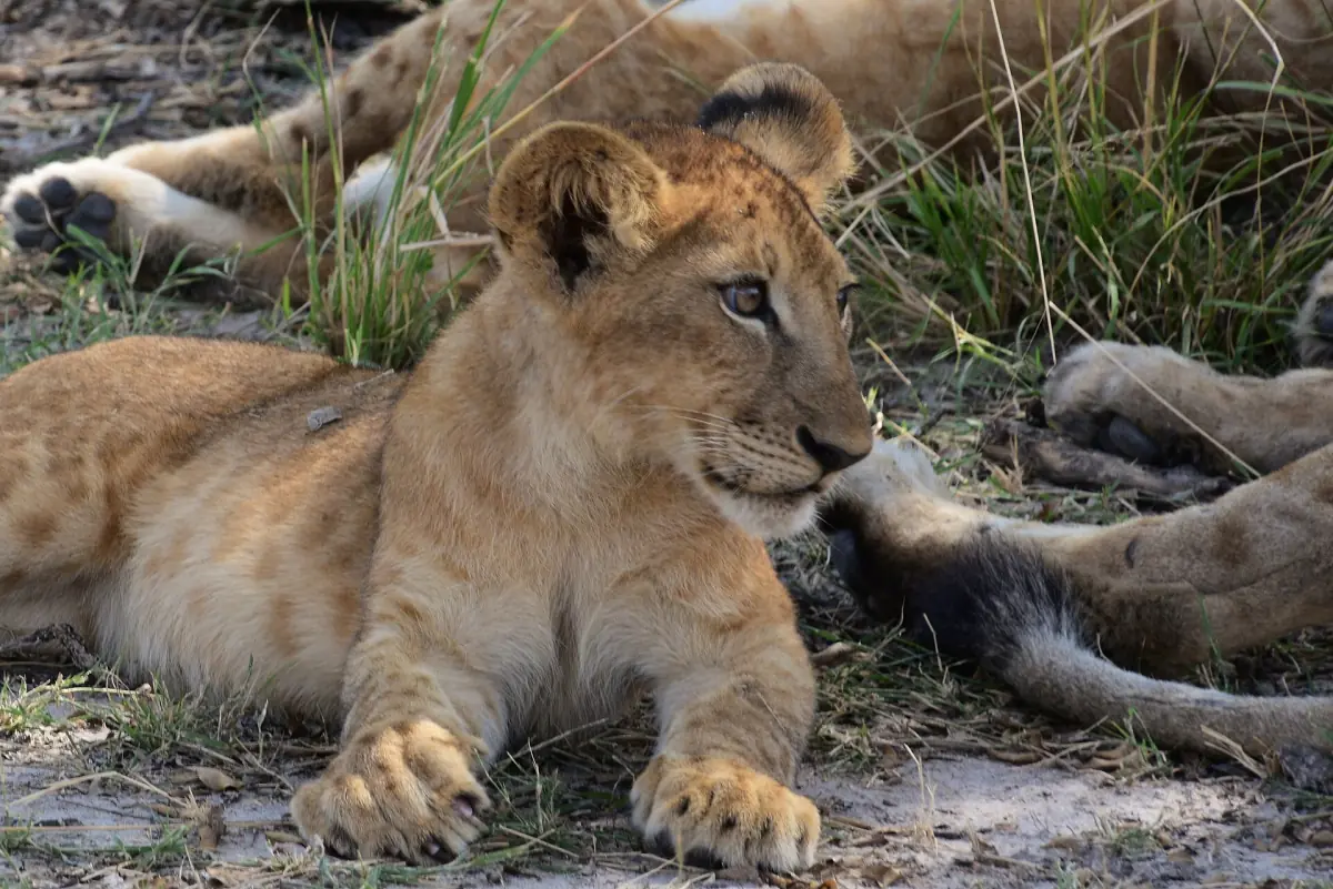 Young lion lying on the ground beside other resting lions