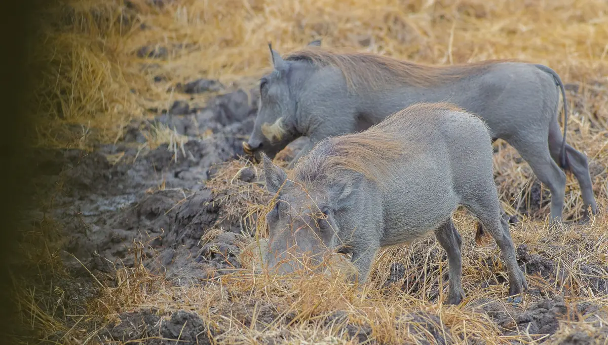Two warthogs foraging in dry grass